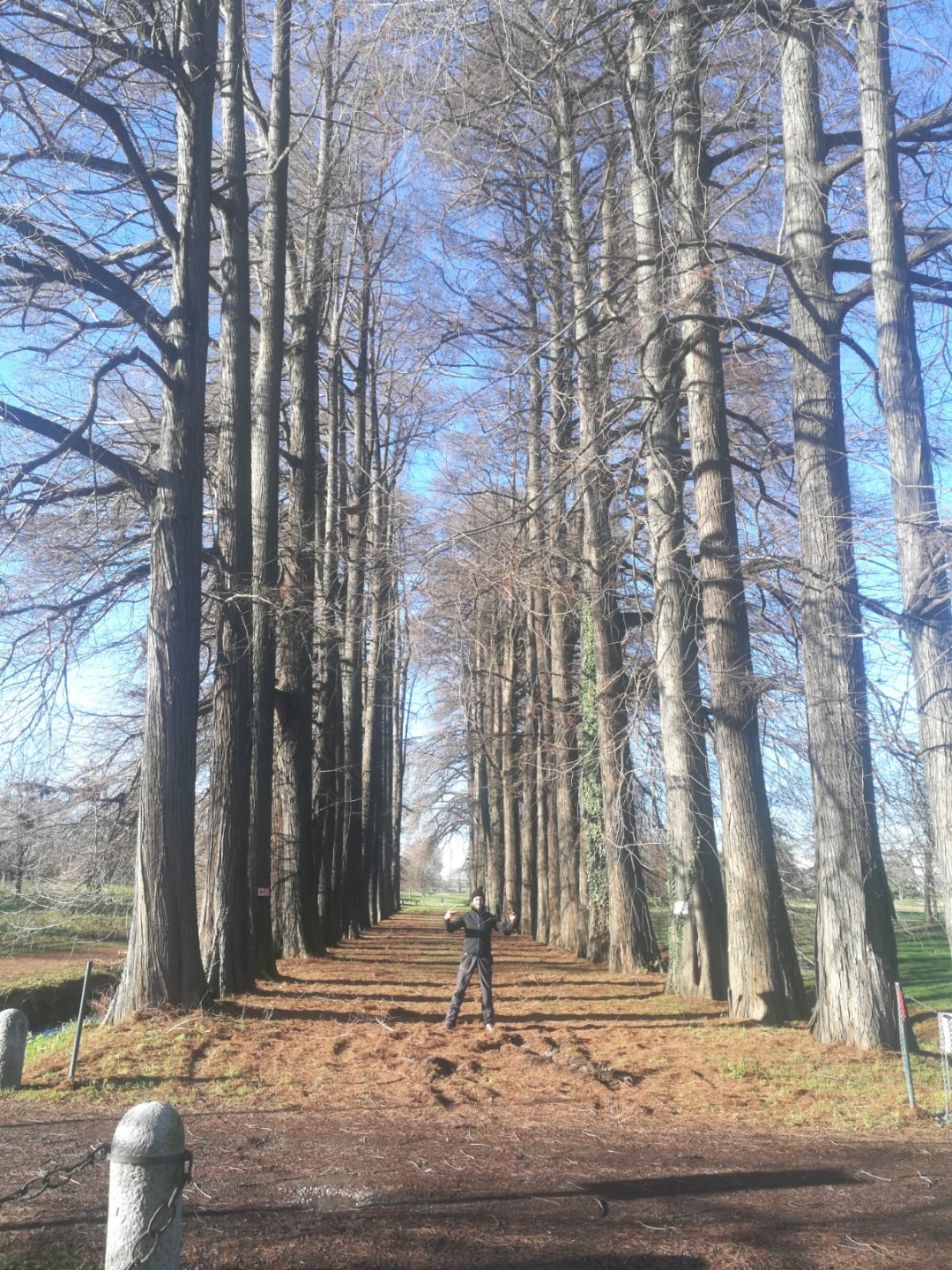 Giorgio Mariotto arborista tra i metasequoie