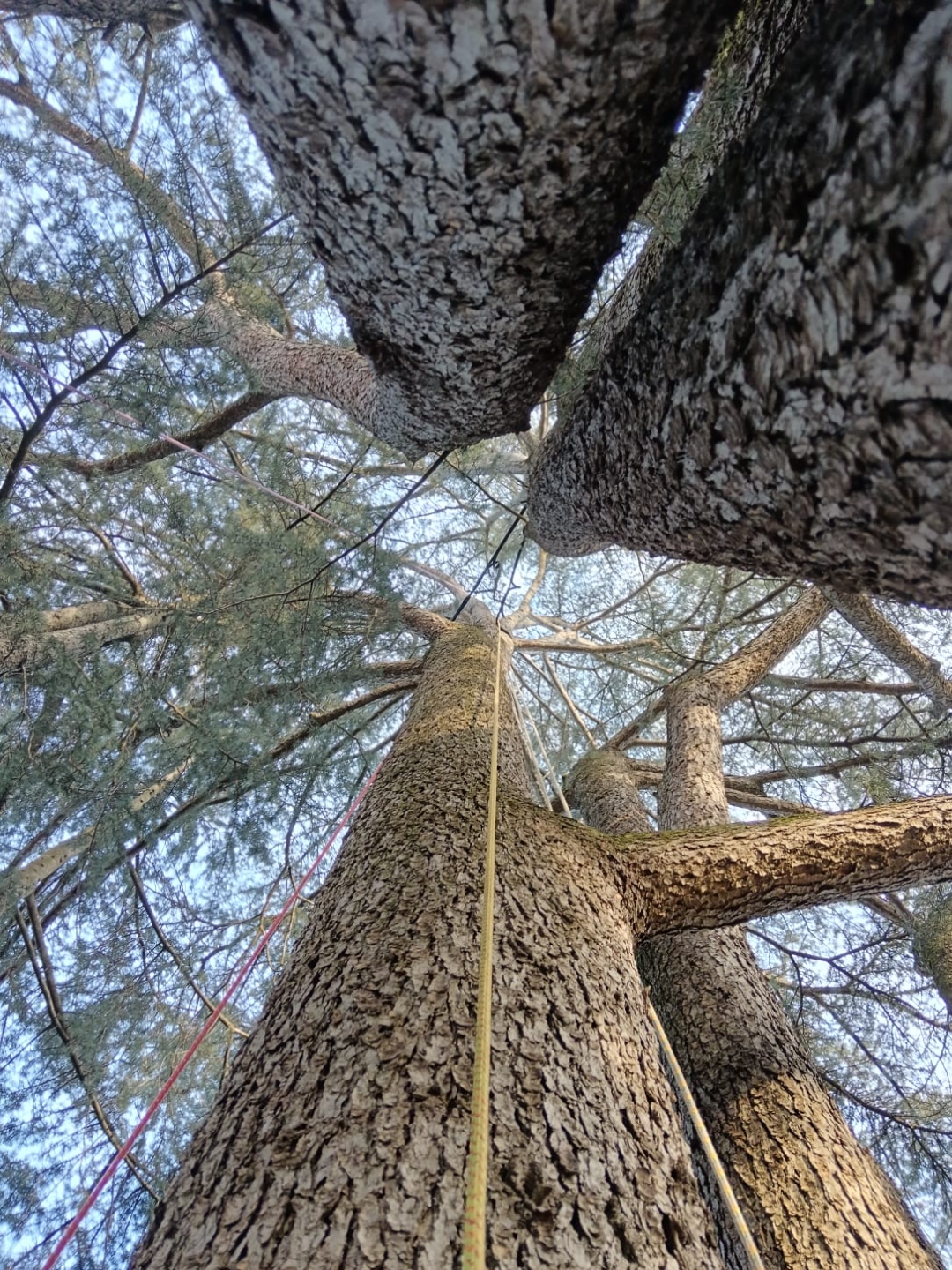 Vista dal basso del tronco di un pino con cavi di consolidamento