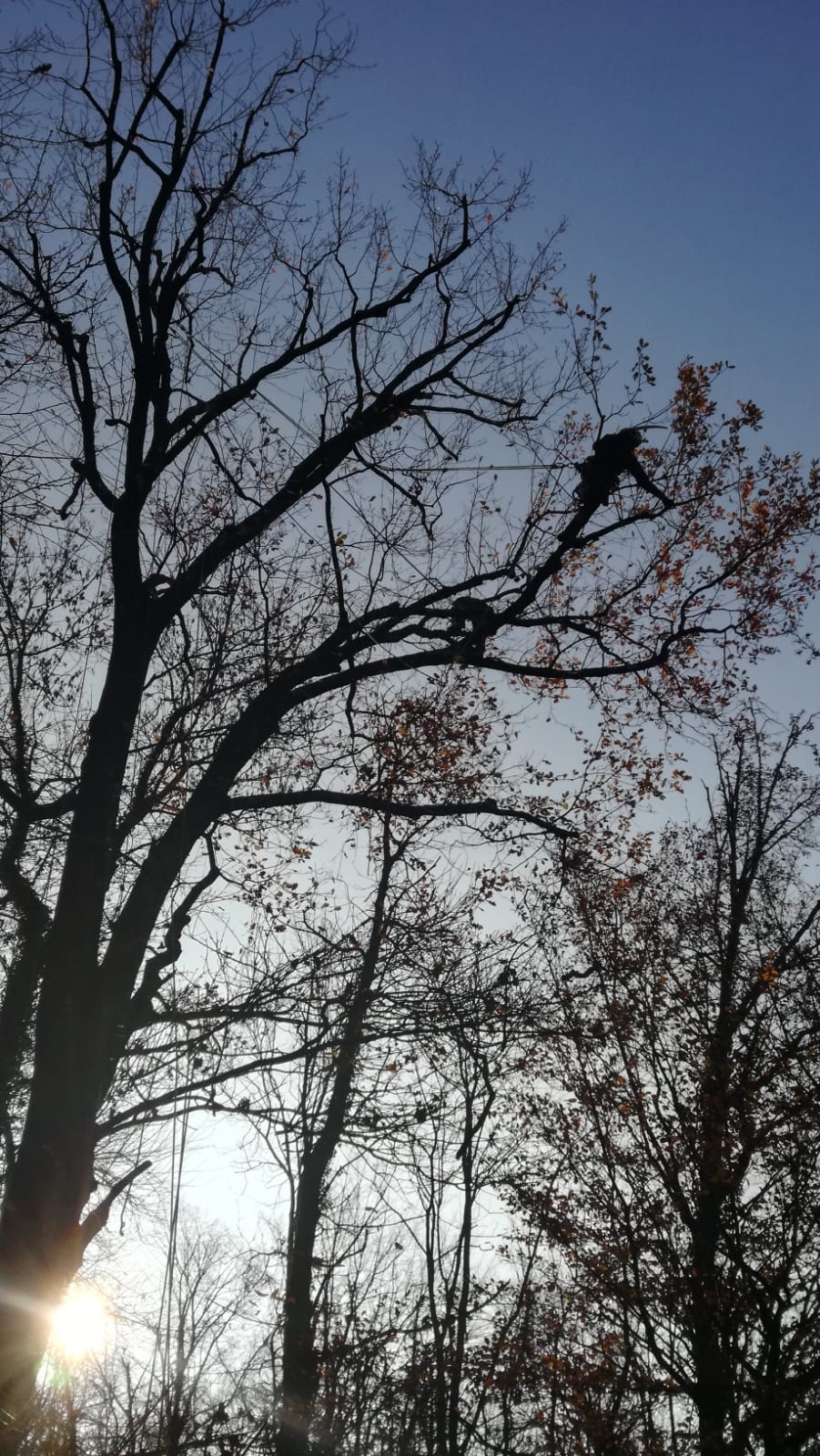 Silhouette di due arboristi in quota tra i rami al tramonto